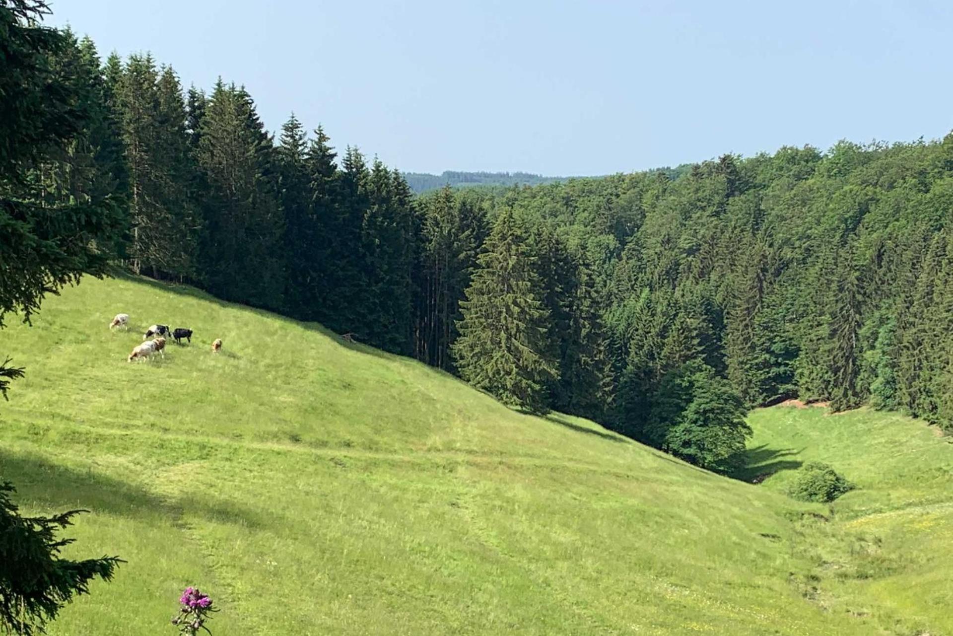 Romantikhuette Neuastenberg Winterberg Eksteriør billede
